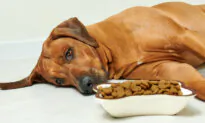 Dogs That Eat High-Fat Snacks Risk Pancreatitis