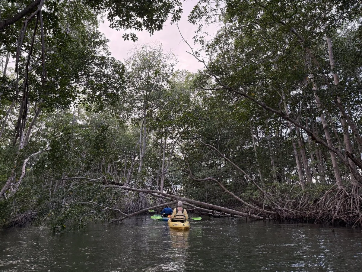Kayakers paddle through rain-soaked mangrove cathedrals in Belize's Placencia Lagoon. （Photo courtesy of Lesley Frederikson）