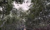 Three Tiers of Belize