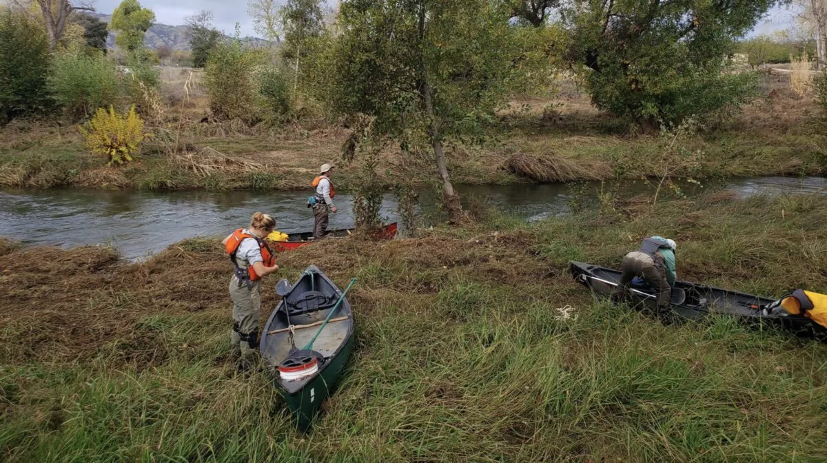 (L–R) UC Davis lead author Lauren Hitt, junior specialist Jordan Colby, and coauthor Mackenzie Miner prepare to search for chinook salmon in Lower Putah Creek by canoe. (Dennis Cocherell, UC Davis)
