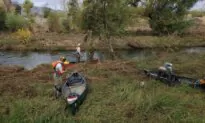 Salmon Population Increases in Northern California Creek