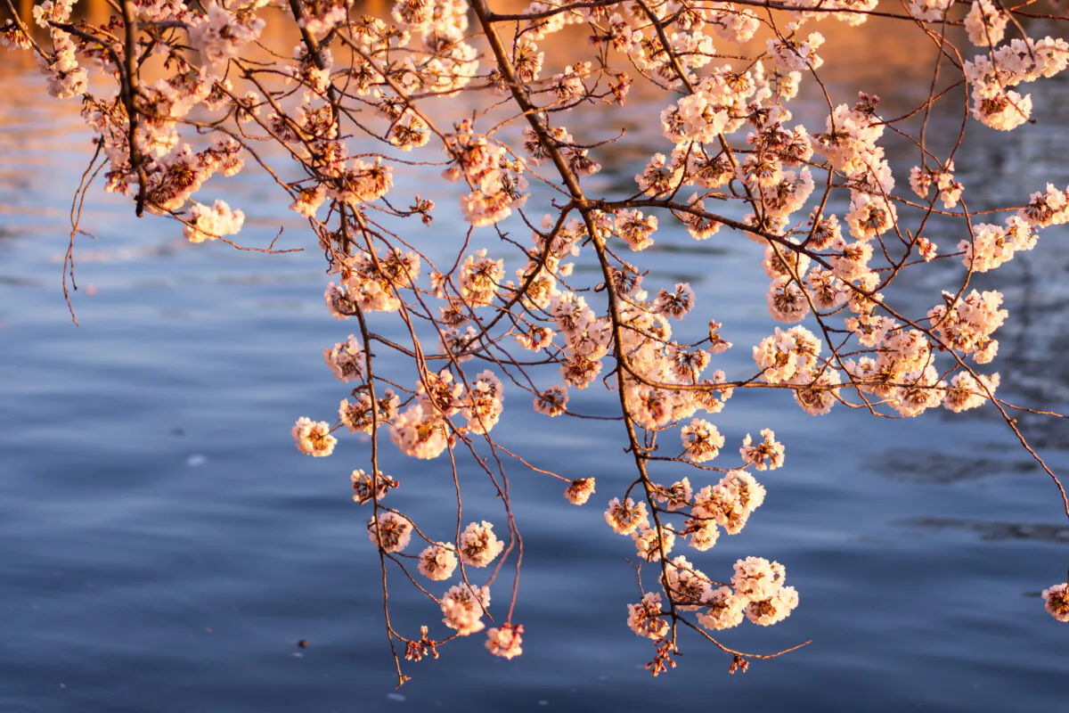 Cherry blossoms in Washington on March 27, 2025. (Madalina Vasiliu/The Epoch Times)