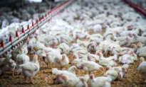 Chicken Prices to Rise Sharply by September, Food Economist Says