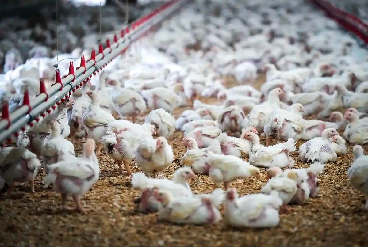 Chickens are seen at a poultry farm in Abbotsford, B.C., in a file photo. (Darryl Dyck/The Canadian Press)