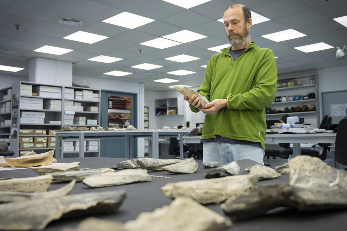 Researcher Ignacio de la Torre holds a bone tool found in Tanzania's Olduvai Gorge, at the CSIC-Pleistocene Archaeology Lab in Madrid in 2023. (Angeliki Theodoropoulou/CSIC via AP)