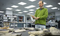 Ancient Humans Made Tools From Animal Bones 1.5 Million Years Ago