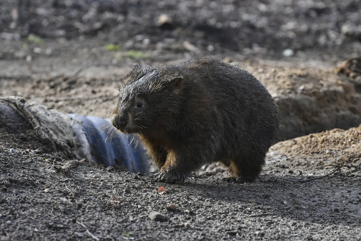 A wombat walks at a wildlife sanctuary in Bendalong on the South Coast of Australia on May 26, 2020. (Dean Lewins/AAP Image via AP)