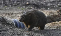 US Influencer Issues Apology for Snatching Baby Wombat in Australia