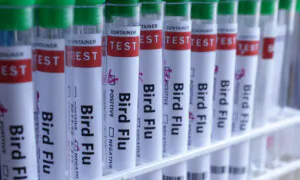 Australia to Roll Out Bird Flu Vaccines, 5 Native Species at High Risk