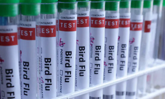 Australia to Roll Out Bird Flu Vaccines, 5 Native Species at High Risk