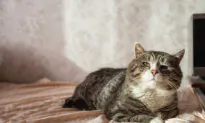Cat’s Silent Heart Disease Causes Painful Hind Leg Paralysis
