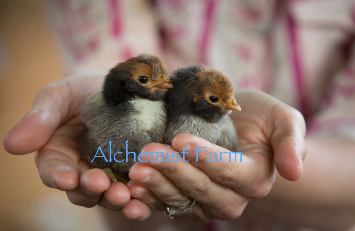 Epoch Times Photo
