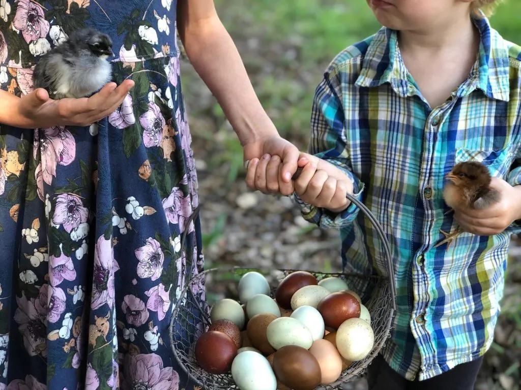 Alchemist Farm and Garden specializes in laying hens that produce a variety of colored eggs. (Courtesy of Alchemist Farm)