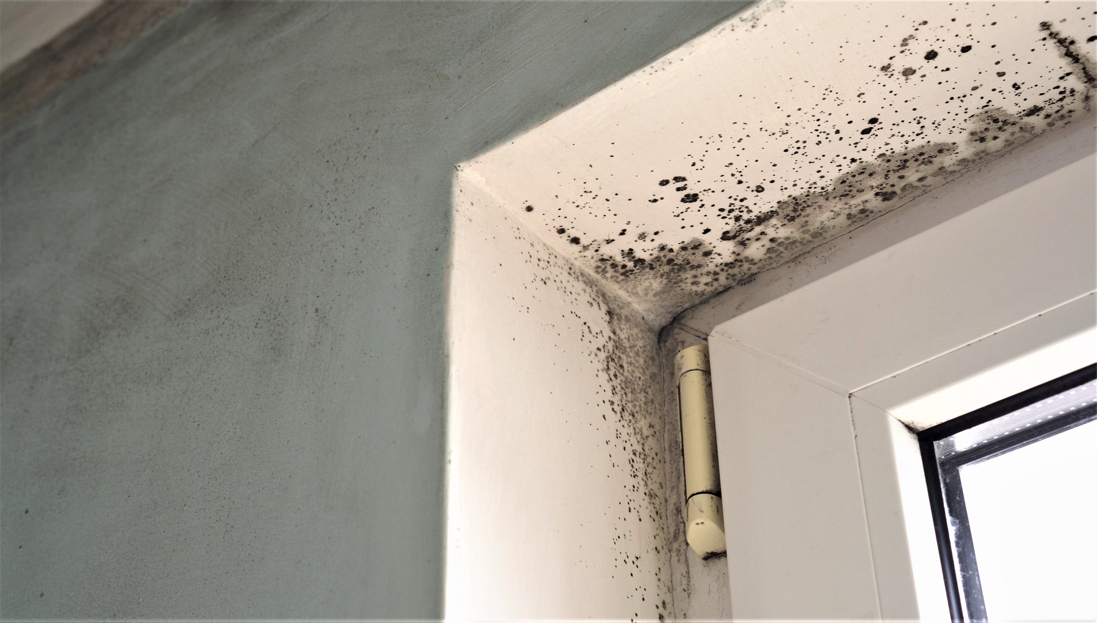 LIVE NOW: HHS Holds Mold Surveillance Roundtable