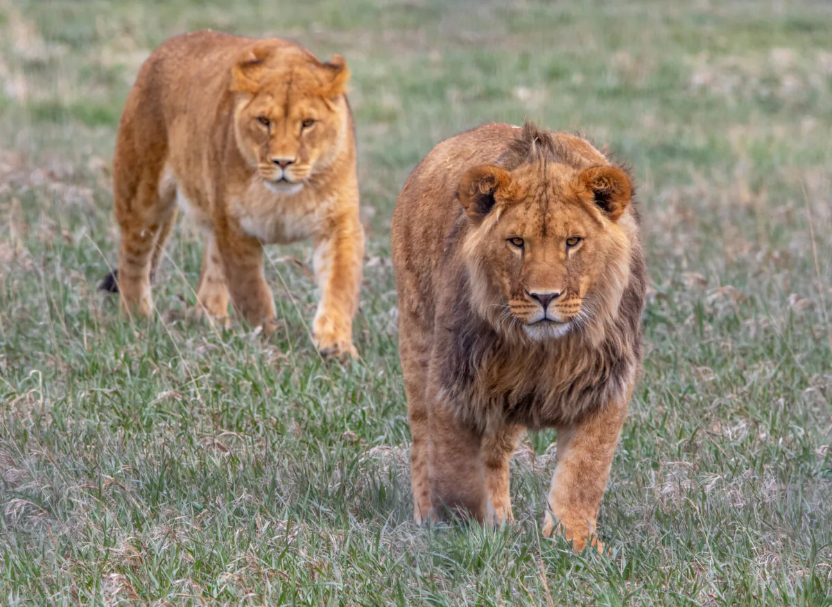 Lions rescued from Ukraine roam the grounds at the Wild Animal Sanctuary in Colorado. (Courtesy of Wild Animal Sanctuary)