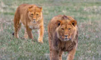 Colorado Sanctuary Rescues Neglected Zoo Animals and Lets Them Roam Free
