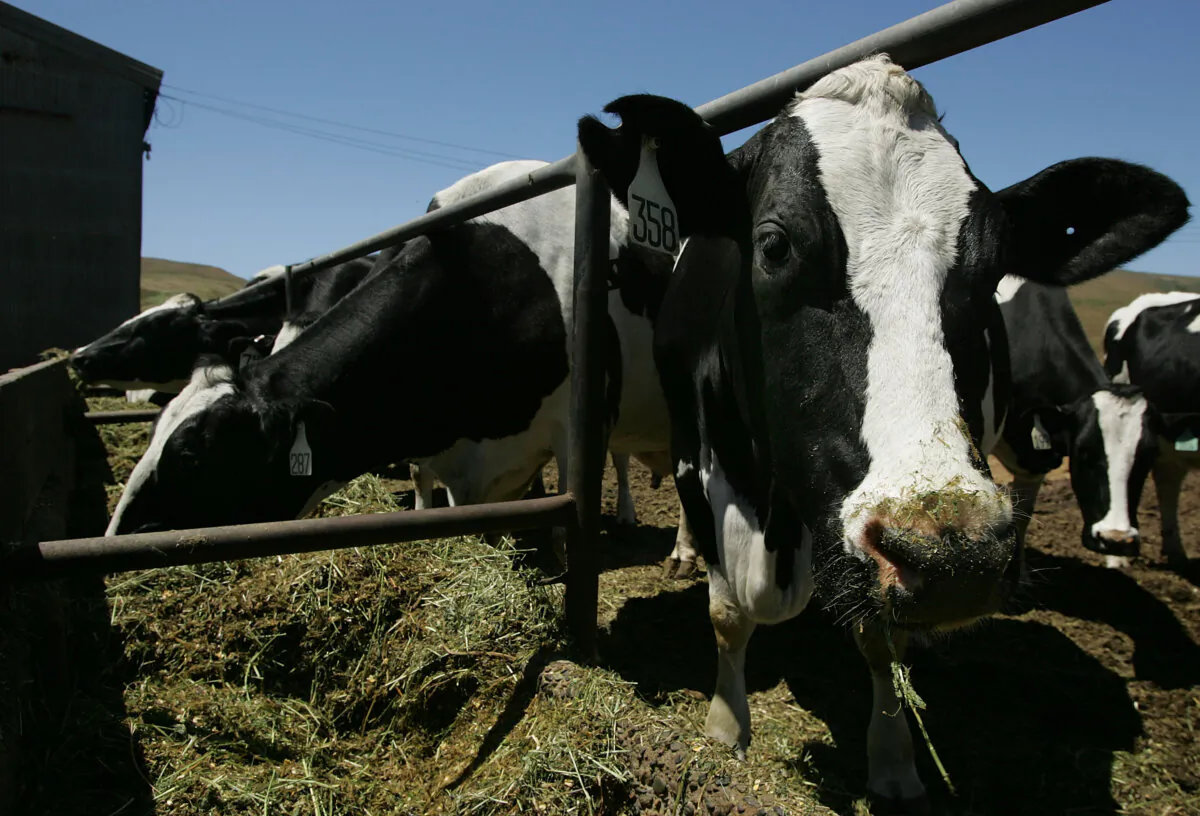 Cows eat a mixture of alfalfa, hay and corn at a dairy in Point Reyes Station, Calif., on June 12, 2007. (Justin Sullivan/Getty Images)