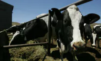 Congress Investigates Deal to Oust Historic Ranching Community at California National Park