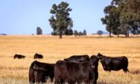 Meat Industry Body Retreats From Net Zero by 2030 Target