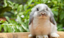 Sterilizing Pet Rabbits Has Medical and Behavioral Benefits