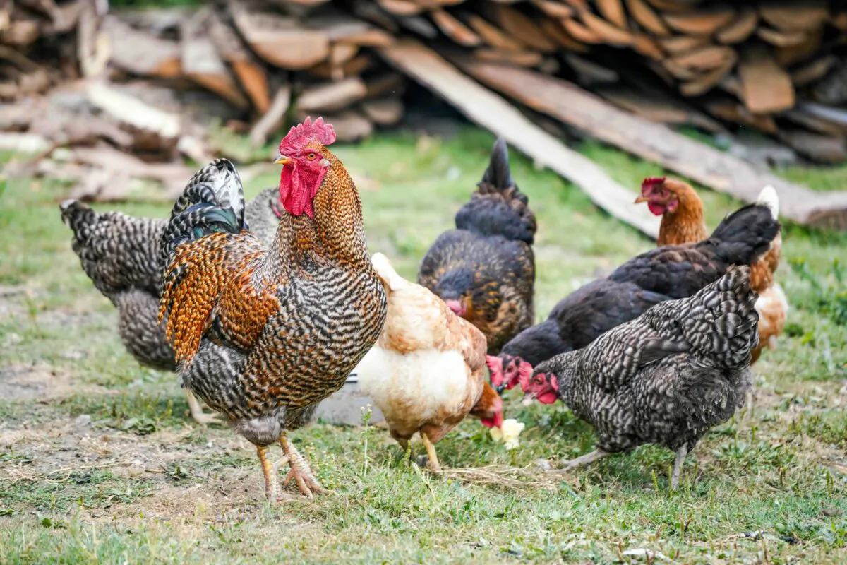 According to the principles of regenerative agriculture, chickens should get a natural diet of grass, bugs, and seeds, and enjoy daily doses of sunlight and fresh air. (Zosia Szopka/Unsplash)