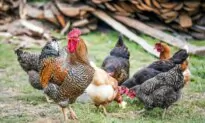 Raising Healthy Chickens: Regenerative Farm Takes Cues From Mother Nature