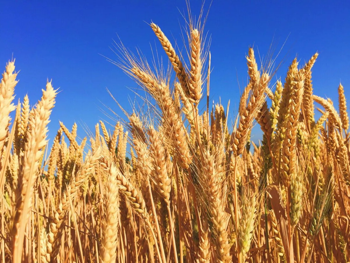 Nutritious plants that are naturally resistant to illnesses and pathogens can eventually transfer that immunity to the livestock and the people who eat them, according to the principles of regenerative agriculture. (Melissa Askew/Unsplash)