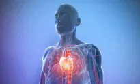 Human Heart Muscle Regenerates After a Heart Attack, Scientists Find