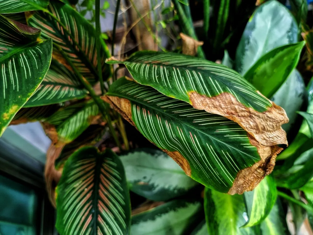 Brown, papery leaf tips often signal inconsistent watering or fertilizer stress, especially in plants that rely on steady moisture. (RJ22/Shutterstock)