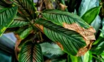 Why Houseplants Turn Brown and How to Stop It