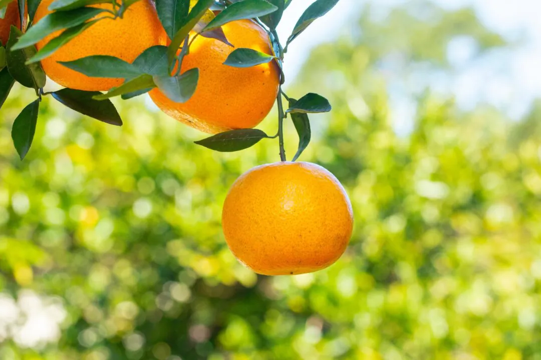 What to Know About the 2 Banned Food Dyes