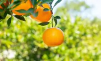 What to Know About the 2 Banned Food Dyes