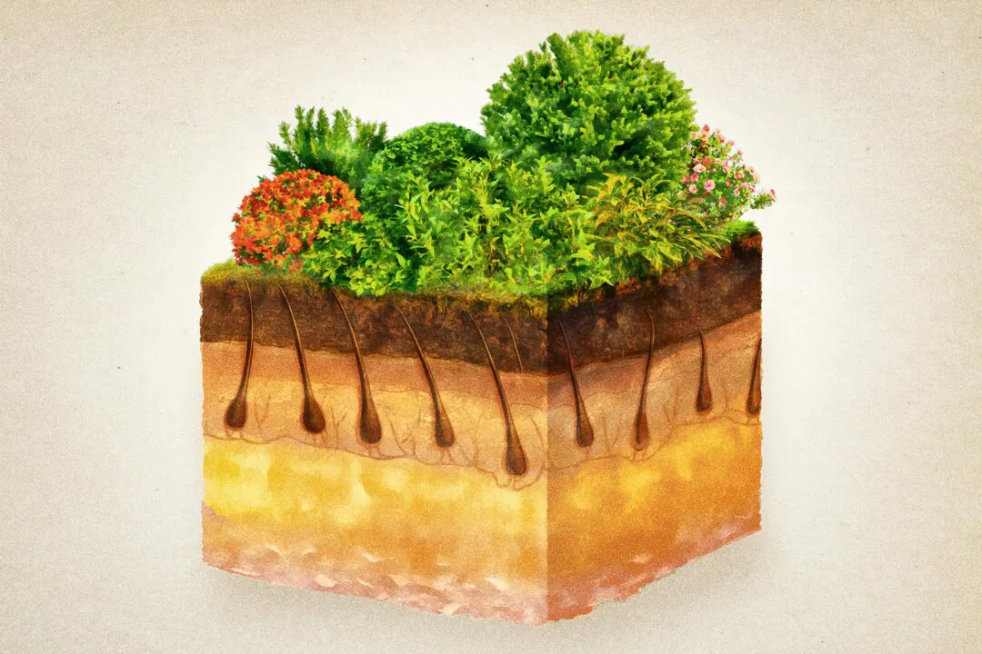 (Illustration by The Epoch Times, Shutterstock)