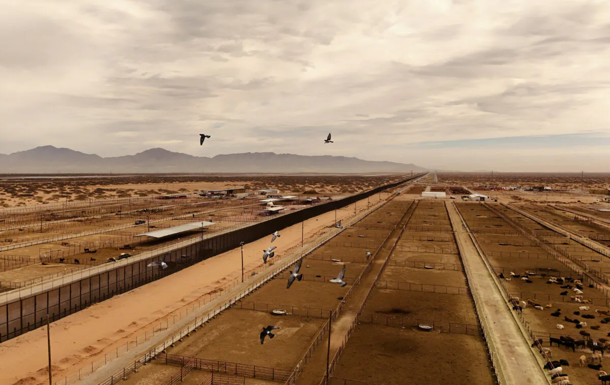 A drone view shows livestock in pens before being exported to the U.S. through the Jeronimo-Santa Teresa border crossing, as the U.S. allowed Mexican cattle imports to resume after lifting a temporary suspension due to the detection of the New World screwworm, at the Chihuahua Regional Livestock Union facility, outside Ciudad Juarez, Mexico, Feb. 10, 2025. (Jose Luis Gonzalez/Reuters)