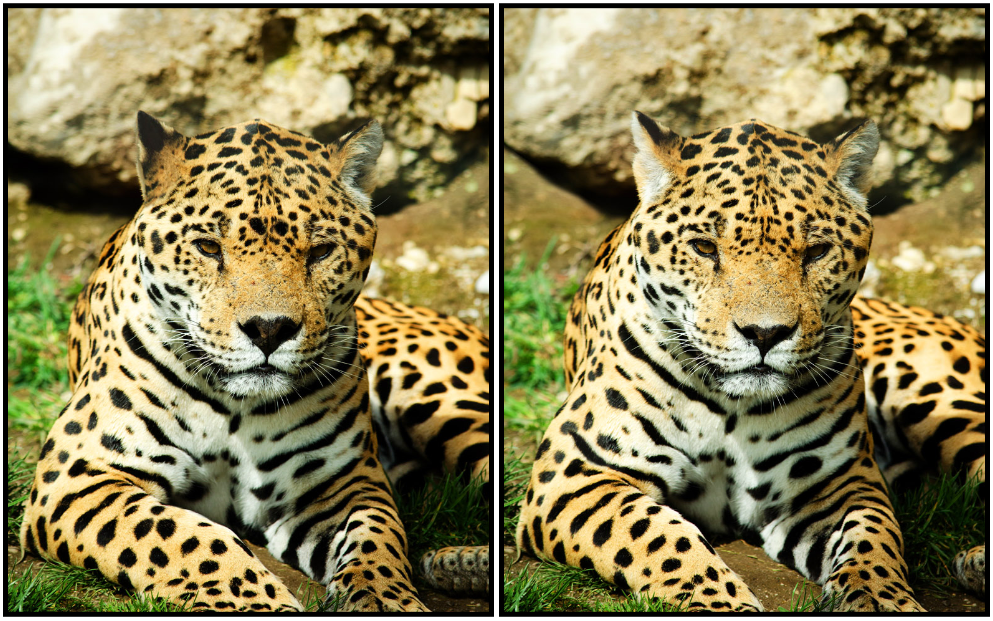 Play Spot the Difference