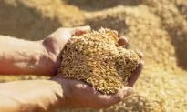 How to Use Beta-Glucan to Support a Smarter Immune Response