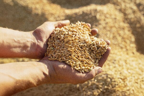 How to Use Beta-Glucan to Support a Smarter Immune Response