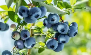 Foodscaping With Berries—No Orchard Required