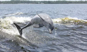 Want Your Florida Vacation to Make Waves? Set Sail on a Dolphin Cruise at Panama City Beach