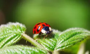 Ladybugs: A Natural Solution for Your Garden’s Pest Problems