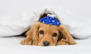 Contagious, Deadly Parvovirus Persists in Environment