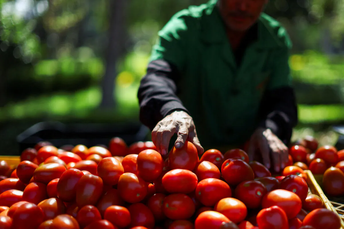 A seller organizes tomatoes at a street market in Mexico City on Dec. 2, 2024. (Raquel Cunha/Reuters)