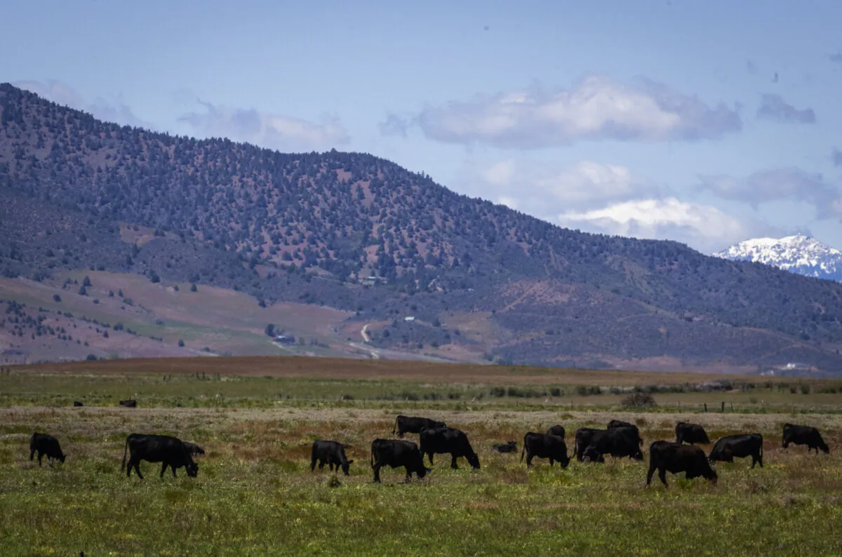 Cattle graze a pasture at a ranch in Siskiyou County, Calif., on May 7, 2024. (John Fredricks/The Epoch Times)