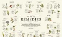 INFOGRAPHIC: Herbal Remedies for Everyday Ailments