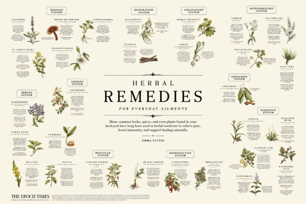 INFOGRAPHIC: Herbal Remedies for Everyday Ailments