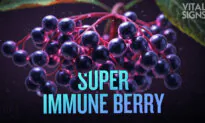 Elderberry Versus Elderflower Against Colds, Flu, and COVID