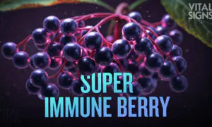 Elderberry Versus Elderflower Against Colds, Flu, and COVID