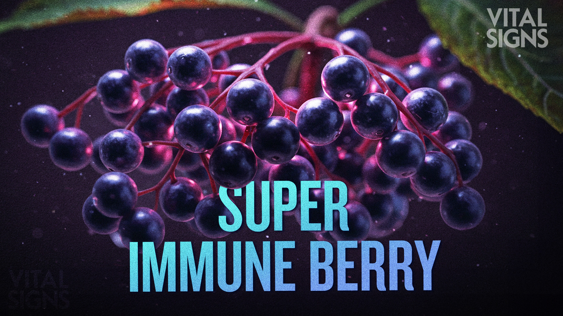 Elderberry Versus Elderflower Against Colds, Flu, and COVID