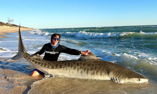 New York Fisherman Hooks 10-Foot Sharks in Florida to Tag and Release, Goes Viral Too