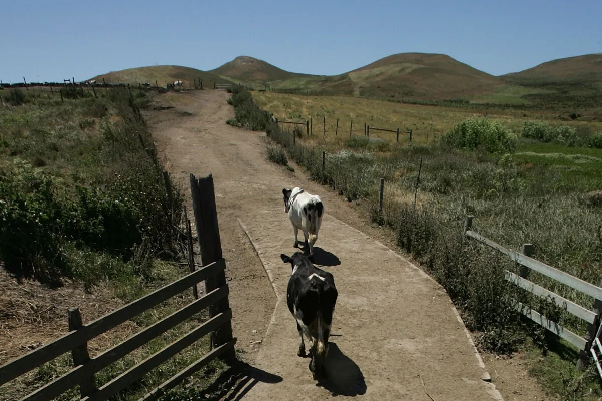 Cows walk out to pasture after being milked at a dairy in Point Reyes Station, Calif., on June 12, 2007. (Justin Sullivan/Getty Images)